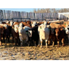 Image 3 : 2M Land & Cattle - 975# Weaned Steers - 65 Head (Bowden, AB)