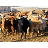 Image 4 : 2M Land & Cattle - 975# Weaned Steers - 65 Head (Bowden, AB)