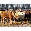 Image 5 : 2M Land & Cattle - 975# Weaned Steers - 65 Head (Bowden, AB)