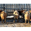 Image 6 : 2M Land & Cattle - 975# Weaned Steers - 65 Head (Bowden, AB)