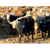 Image 7 : 2M Land & Cattle - 975# Weaned Steers - 65 Head (Bowden, AB)