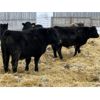Image 1 : Bar D Farms - 736# Weaned Steers - 44 Head (Raymore, SK)