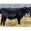 Image 2 : Bar D Farms - 736# Weaned Steers - 44 Head (Raymore, SK)