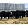 Image 5 : Bar D Farms - 736# Weaned Steers - 44 Head (Raymore, SK)