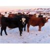 Image 10 : LD Stock Farms - 875# Weaned Steers - 70 Head (Neudorf, SK)