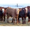 Image 11 : LD Stock Farms - 875# Weaned Steers - 70 Head (Neudorf, SK)