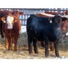 Image 12 : LD Stock Farms - 875# Weaned Steers - 70 Head (Neudorf, SK)