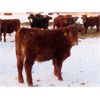 Image 2 : LD Stock Farms - 875# Weaned Steers - 70 Head (Neudorf, SK)