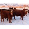 Image 4 : LD Stock Farms - 875# Weaned Steers - 70 Head (Neudorf, SK)
