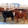 Image 7 : LD Stock Farms - 875# Weaned Steers - 70 Head (Neudorf, SK)