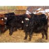 Image 8 : LD Stock Farms - 875# Weaned Steers - 70 Head (Neudorf, SK)