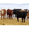 Image 1 : Johnstone Livestock - 725# Weaned Steers - 85 Head (Peebles, SK)