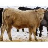 Image 3 : Johnstone Livestock - 725# Weaned Steers - 85 Head (Peebles, SK)