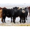 Image 4 : Johnstone Livestock - 725# Weaned Steers - 85 Head (Peebles, SK)