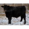 Image 5 : Johnstone Livestock - 725# Weaned Steers - 85 Head (Peebles, SK)