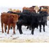 Image 6 : Johnstone Livestock - 725# Weaned Steers - 85 Head (Peebles, SK)