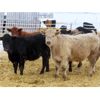 Image 7 : Johnstone Livestock - 725# Weaned Steers - 85 Head (Peebles, SK)