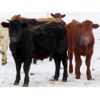 Image 8 : Johnstone Livestock - 725# Weaned Steers - 85 Head (Peebles, SK)