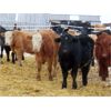 Image 9 : Johnstone Livestock - 725# Weaned Steers - 85 Head (Peebles, SK)