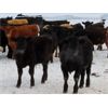 Image 10 : Johnstone Livestock - 625# Weaned Steers - 200 Head (Peebles, SK)
