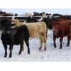 Image 11 : Johnstone Livestock - 625# Weaned Steers - 200 Head (Peebles, SK)