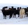 Image 12 : Johnstone Livestock - 625# Weaned Steers - 200 Head (Peebles, SK)