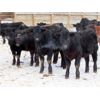 Image 1 : Johnstone Livestock - 625# Weaned Steers - 200 Head (Peebles, SK)
