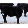 Image 3 : Johnstone Livestock - 625# Weaned Steers - 200 Head (Peebles, SK)