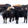 Image 4 : Johnstone Livestock - 625# Weaned Steers - 200 Head (Peebles, SK)