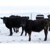 Image 5 : Johnstone Livestock - 625# Weaned Steers - 200 Head (Peebles, SK)