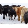 Image 6 : Johnstone Livestock - 625# Weaned Steers - 200 Head (Peebles, SK)