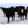 Image 7 : Johnstone Livestock - 625# Weaned Steers - 200 Head (Peebles, SK)