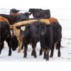 Image 8 : Johnstone Livestock - 625# Weaned Steers - 200 Head (Peebles, SK)