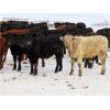 Image 9 : Johnstone Livestock - 625# Weaned Steers - 200 Head (Peebles, SK)