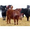 Image 2 : Johnstone Livestock - 700# Weaned Heifers - 85 Head (Peebles, SK)