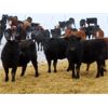 Image 3 : Johnstone Livestock - 700# Weaned Heifers - 85 Head (Peebles, SK)