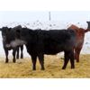 Image 4 : Johnstone Livestock - 700# Weaned Heifers - 85 Head (Peebles, SK)