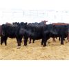 Image 5 : Johnstone Livestock - 700# Weaned Heifers - 85 Head (Peebles, SK)