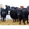 Image 6 : Johnstone Livestock - 700# Weaned Heifers - 85 Head (Peebles, SK)