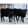 Image 10 : Johnstone Livestock - 580# Weaned Heifers - 210 Head (Peebles, SK)