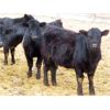 Image 2 : Johnstone Livestock - 580# Weaned Heifers - 210 Head (Peebles, SK)