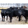 Image 3 : Johnstone Livestock - 580# Weaned Heifers - 210 Head (Peebles, SK)