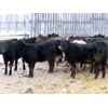 Image 4 : Johnstone Livestock - 580# Weaned Heifers - 210 Head (Peebles, SK)