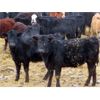 Image 5 : Johnstone Livestock - 580# Weaned Heifers - 210 Head (Peebles, SK)