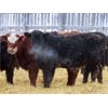 Image 6 : Johnstone Livestock - 580# Weaned Heifers - 210 Head (Peebles, SK)