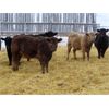 Image 8 : Johnstone Livestock - 580# Weaned Heifers - 210 Head (Peebles, SK)