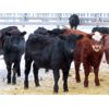 Image 9 : Johnstone Livestock - 580# Weaned Heifers - 210 Head (Peebles, SK)