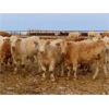 Image 12 : Lamontagne Holdings Inc. - 750# Weaned Steers - 210 Head (Wawota, SK)