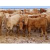 Image 13 : Lamontagne Holdings Inc. - 750# Weaned Steers - 210 Head (Wawota, SK)