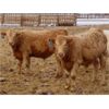 Image 14 : Lamontagne Holdings Inc. - 750# Weaned Steers - 210 Head (Wawota, SK)